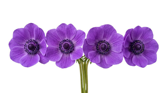 Purple anemone flowers in a row, vibrant violet spring blossoms on white background, group of four anemone coronaria blooms