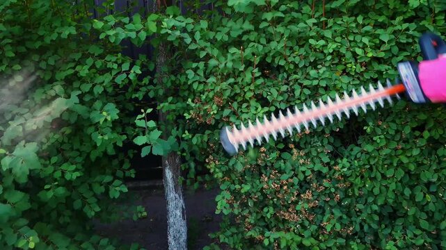 Hand in pink glove trimming green foliage with an electric trimmer