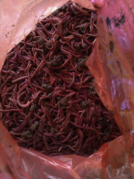 A bundle of red earthworms wriggling together, resembling red wigglers (Eisenia fetida), commonly used for composting, organic waste decomposition, and vermiculture.