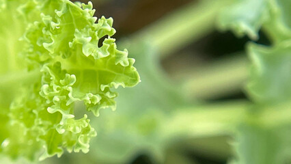 fresh green lettuce © NT