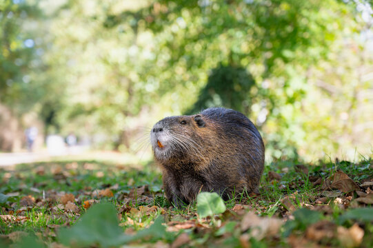 Nutria river rat eating grass on meadow, coypu herbivorous, semiaquatic rodent, Myocastoridae at water pond, wildlife animal, habitat wetland 