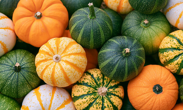 full of ornamental pumkin modern mix in green colour range