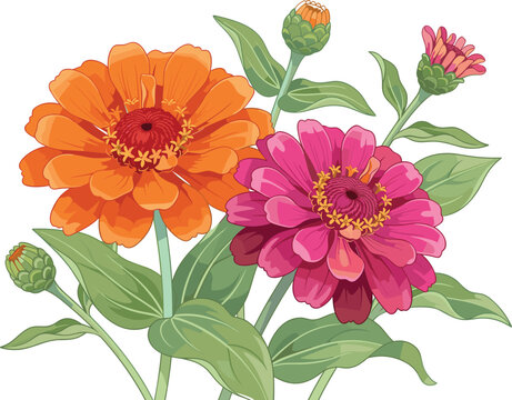 Vibrant vector illustration of blooming orange and pink zinnia flowers with green leaves and flower buds on white background