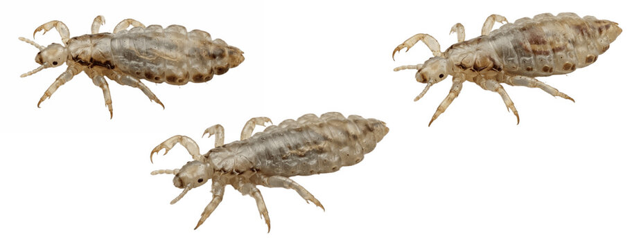Isolated transparent clipart of three head lice insects for medical