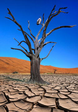 Cape Vulture in a dead tree in dry desert environment
