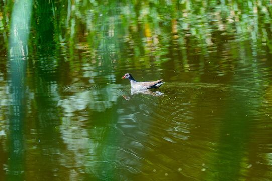 duck floating on the water
