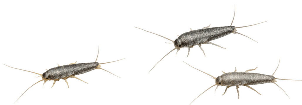 Isolated silverfish insects crawling on transparent background for