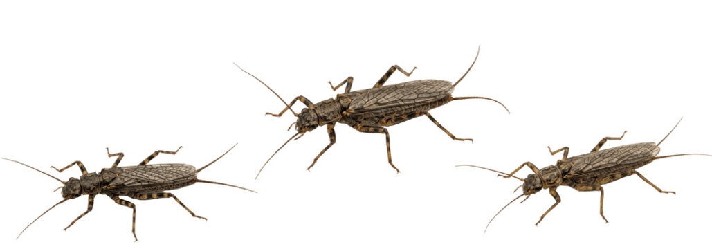 Isolated stonefly insects clipart with transparent background for