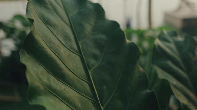 Macro shot of a vibrant green tropical leaf with detailed texture and veins in a serene Guatemala garden, softly lit by natural daylight and surrounded by blurred lush foliage.