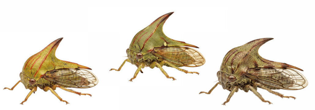 Isolated transparent clipart of three treehopper insects with wings