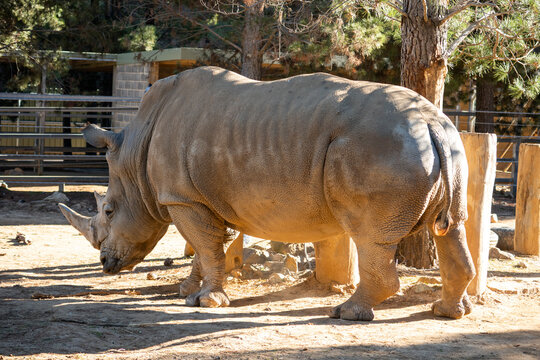 Massive Rhinoceros Walking Through Sunlit Enclosure