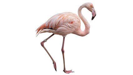 Beautiful pink wild flamingo standing on one leg isolated on white background © Archie