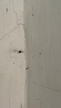 Small Spider Hanging on Web Near Cracked Wall Corner