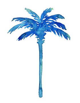 Watercolor hand painting of a palm tree with blue leaves, tropical plant, summer vibe, isolated on white background