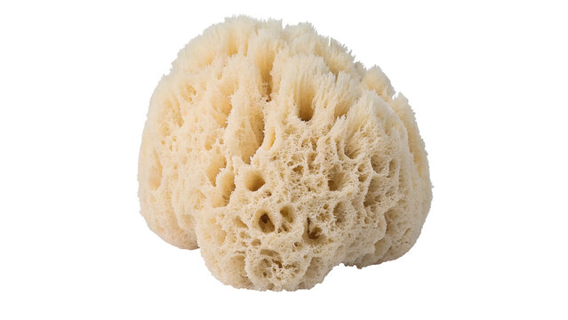 Natural organic porous beige sea sponge bath washing wellness accessory, isolated on transparent background.