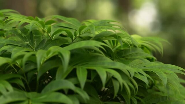 Slow dolly tracking tilt of plant leaves swaying and rustling in tropical forest garden background during morning light