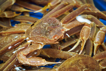 Fresh raw snow crabs known as Daege piled in a blue water container at a traditional Korean seafood market © mnimage