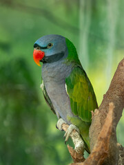 green winged macaw © K