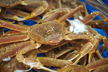 Fresh raw snow crabs known as Daege piled in a blue water container at a traditional Korean seafood market © mnimage