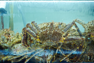 Fresh raw snow crabs known as Daege piled in a blue water container at a traditional Korean seafood market © mnimage