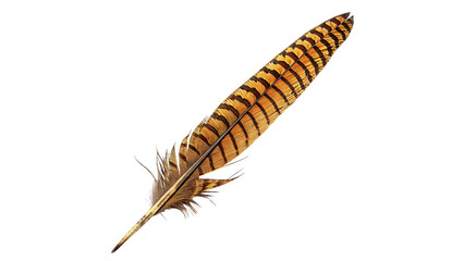 Single beautiful striped brown bird feather natural quill isolated on white background © Jack