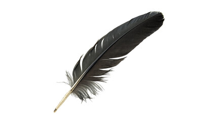 Single beautiful soft black bird feather plume delicate texture graphic asset, isolated on transparent background. © Jasper