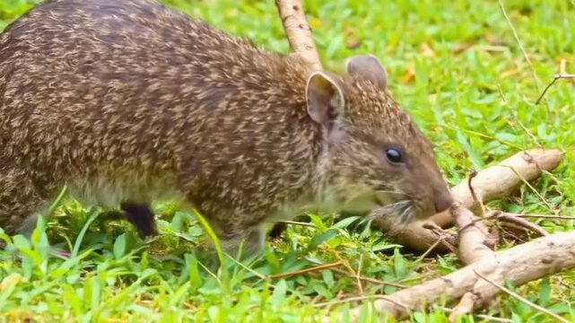 stocky wombat emerging from a burrow and walking through low green grass, sniffing the ground and pausing beside a fallen branch, ground-level tracking shot, detailed coarse fur. video