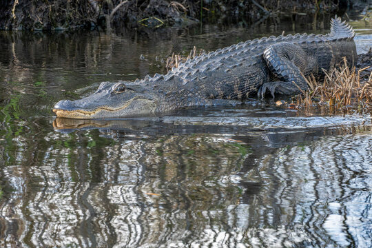 Alligator in Okefenokee National Wildlife Refuge, Georgia