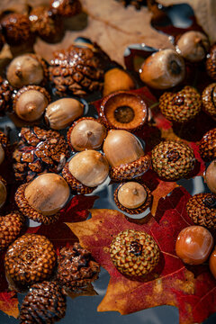 Acorns pinecones and autumn leaves floating on still water