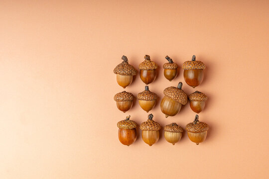 Autumn beauty acorns in grid pattern with copy space