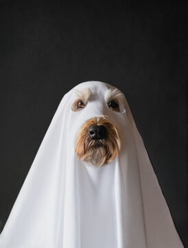 A cute dog wearing a ghost costume for halloween on black background