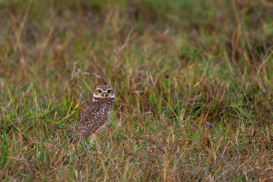 Burrowing Owl - Athene cunicularia, beautiful popular ground owl native to open landscapes of Americas, Pantanal, Brazil.