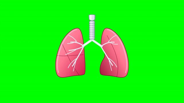 A grid of six pink lung icons on a bright green chroma key background. Clean medical graphic for health visuals. Perfect for medical documentaries or biology education videos.