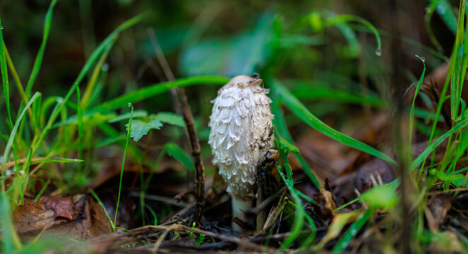 Young Shaggy Ink Cap Mushroom Among Green Grass