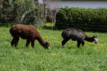 alpaka tier natur lama © fotorena.de