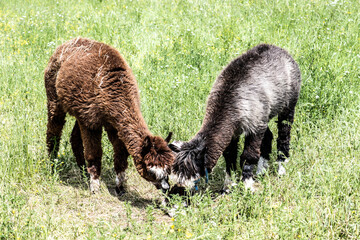 alpaka tier natur lama familie © fotorena.de