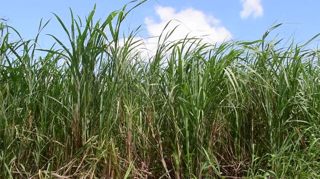 沖縄県八重瀬町　風に揺れるさとうきび畑