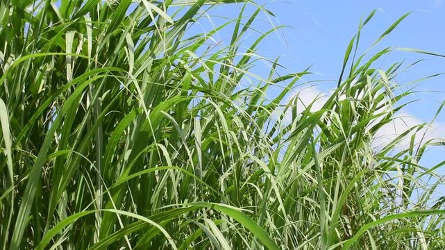 沖縄県八重瀬町　風に揺れるさとうきび畑