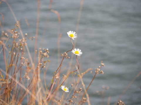 Three small delicate white and yellow daisy wildflowers nodding over a blurry background of rippling water.