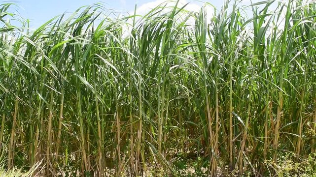 沖縄県八重瀬町　風に揺れるさとうきび畑