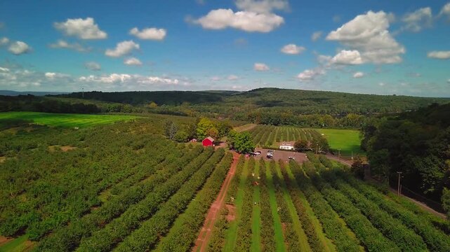 New England apple harvest scene with open apple fields and rolling mountain hills in Connecticut at midday
