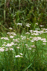 White flowering common yarrow (Achillea millefolium) growing among tall green grasses in a natural summer meadow © Anna