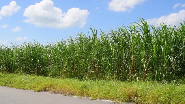 沖縄県八重瀬町　風に揺れるさとうきび畑