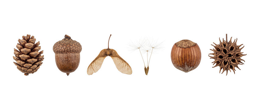 Tree seeds collection acorn pinecone maple seed dandelion hazelnut sweetgum pod in a horizontal row isolated on black background for autumn botanical science visual design concept background asset