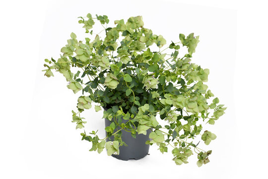 Round-leaved oregano 'Origanum Rotundifolium' plant in pot on white background