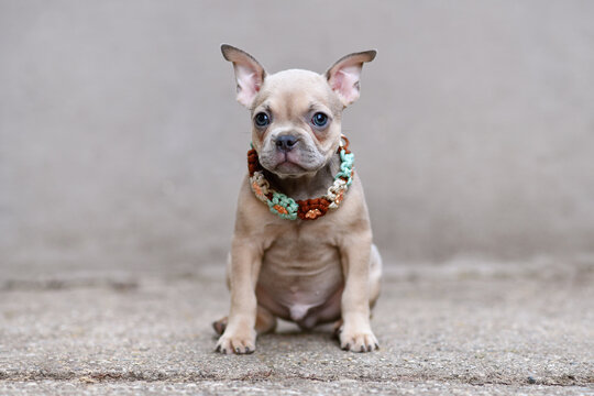 Blue fawn French Bulldog dog puppy sitting in front of gray wall showing CDDY‑free ear angle