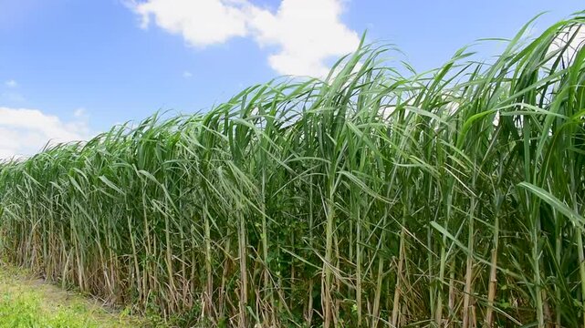 沖縄県八重瀬町　風に揺れるさとうきび畑