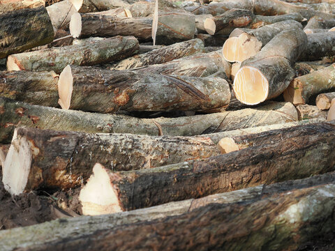 Stack of freshly cut rubberwood logs destined for thailand wood processing and furniture industries.