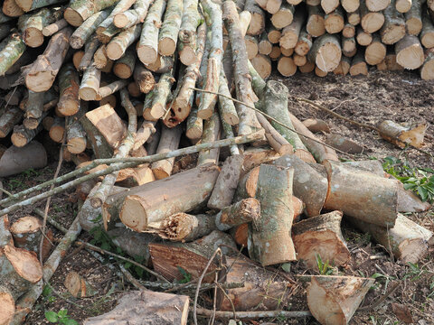 Stack of freshly cut rubberwood logs destined for thailand wood processing and furniture industries.