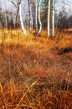 Golden autumn grass surrounds birch trees in Altenmarkt-Zauchensee